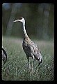 10501-00062-Sandhill Cranes, Grus canadensis.jpg
