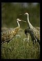 10501-00063-Sandhill Cranes, Grus canadensis.jpg