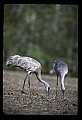 10501-00066-Sandhill Cranes, Grus canadensis.jpg