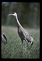10501-00070-Sandhill Cranes, Grus canadensis.jpg