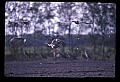 10501-00073-Sandhill Cranes, Grus canadensis.jpg