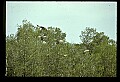 10501-00074-Sandhill Cranes, Grus canadensis.jpg