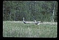 10501-00077-Sandhill Cranes, Grus canadensis.jpg