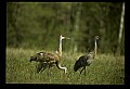 10501-00081-Sandhill Cranes, Grus canadensis.jpg