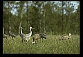 10501-00085-Sandhill Cranes, Grus canadensis.jpg