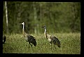 10501-00087-Sandhill Cranes, Grus canadensis.jpg