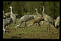 10501-00089-Sandhill Cranes, Grus canadensis.jpg