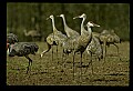 10501-00090-Sandhill Cranes, Grus canadensis.jpg