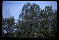 10501-00092-Sandhill Cranes, Grus canadensis.jpg