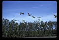 10501-00093-Sandhill Cranes, Grus canadensis.jpg