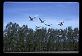 10501-00094-Sandhill Cranes, Grus canadensis.jpg