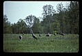 10501-00095-Sandhill Cranes, Grus canadensis.jpg
