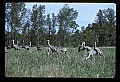 10501-00101-Sandhill Cranes, Grus canadensis.jpg