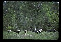 10501-00102-Sandhill Cranes, Grus canadensis.jpg