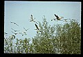 10501-00103-Sandhill Cranes, Grus canadensis.jpg
