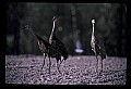 10501-00105-Sandhill Cranes, Grus canadensis.jpg