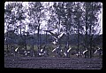 10501-00109-Sandhill Cranes, Grus canadensis.jpg