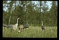 10501-00114-Sandhill Cranes, Grus canadensis.jpg