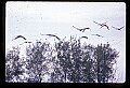 10501-00115-Sandhill Cranes, Grus canadensis.jpg