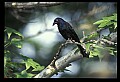 10502-00002-Blackbirds, Grackles, Starlings, General.jpg