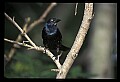10502-00003-Blackbirds, Grackles, Starlings, General.jpg