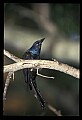 10502-00005-Blackbirds, Grackles, Starlings, General.jpg