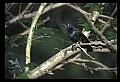 10502-00006-Blackbirds, Grackles, Starlings, General.jpg