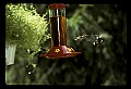 10504-00005-Hummingbirds, Ruby-throated, Archilochus colubris.jpg