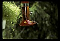 10504-00007-Hummingbirds, Ruby-throated, Archilochus colubris.jpg