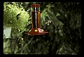 10504-00008-Hummingbirds, Ruby-throated, Archilochus colubris.jpg