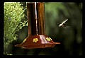 10504-00009-Hummingbirds, Ruby-throated, Archilochus colubris.jpg
