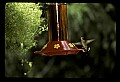 10504-00011-Hummingbirds, Ruby-throated, Archilochus colubris.jpg