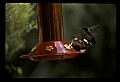 10504-00017-Hummingbirds, Ruby-throated, Archilochus colubris.jpg