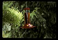 10504-00021-Hummingbirds, Ruby-throated, Archilochus colubris.jpg