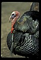 10590-00001-Turkey, Meleagris gallapavo.jpg