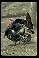 10590-00002-Turkey, Meleagris gallapavo.jpg