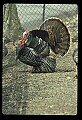 10590-00003-Turkey, Meleagris gallapavo.jpg