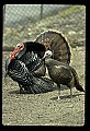 10590-00004-Turkey, Meleagris gallapavo.jpg