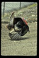 10590-00005-Turkey, Meleagris gallapavo.jpg