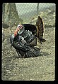 10590-00007-Turkey, Meleagris gallapavo.jpg