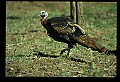 10590-00013-Turkey, Meleagris gallapavo.jpg