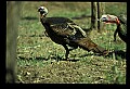 10590-00016-Turkey, Meleagris gallapavo.jpg
