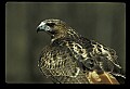 10550-00001-Red-tailed Hawk, Buteo jamaicansis.jpg