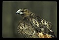 10550-00002-Red-tailed Hawk, Buteo jamaicansis.jpg