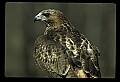 10550-00003-Red-tailed Hawk, Buteo jamaicansis.jpg