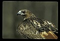 10550-00004-Red-tailed Hawk, Buteo jamaicansis.jpg