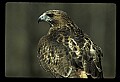 10550-00005-Red-tailed Hawk, Buteo jamaicansis.jpg
