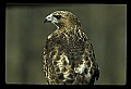 10550-00007-Red-tailed Hawk, Buteo jamaicansis.jpg