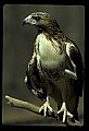 10550-00008-Red-tailed Hawk, Buteo jamaicansis.jpg