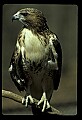 10550-00009-Red-tailed Hawk, Buteo jamaicansis.jpg